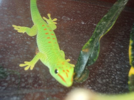 Phelsuma madagaskarská